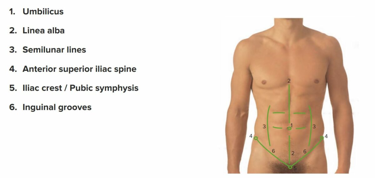 Superficial anatomical landmarks of the abdomen