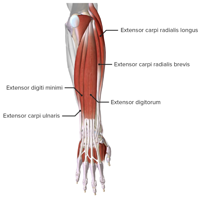 Hand: Anatomy | Concise Medical Knowledge