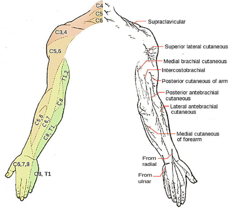 Arm: Anatomy [+video] - Lecturio Medical