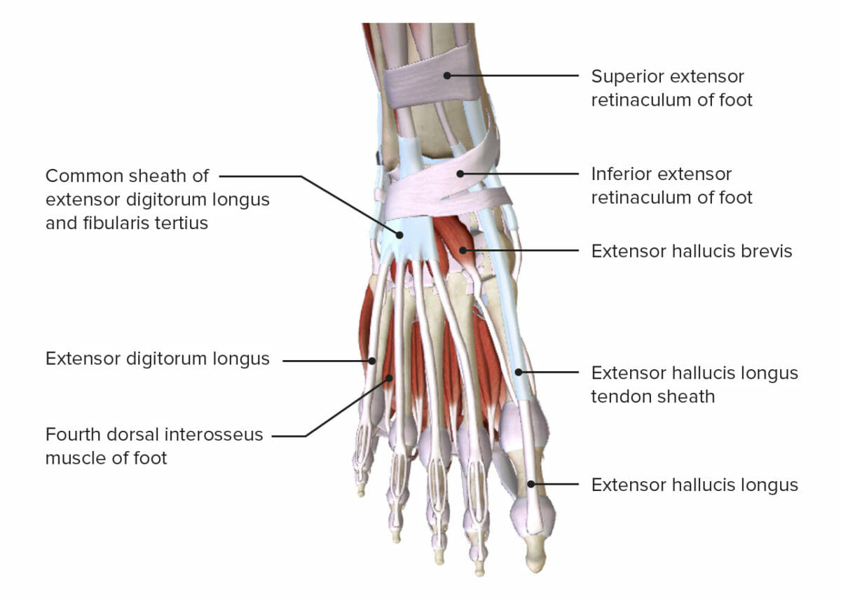 Superficial layer of the dorsum of the foot