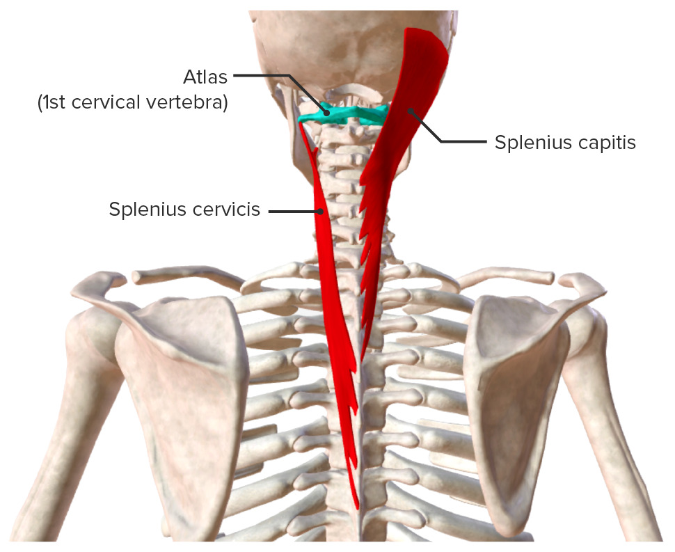 Capa superficial de los músculos intrínsecos de la espalda.
