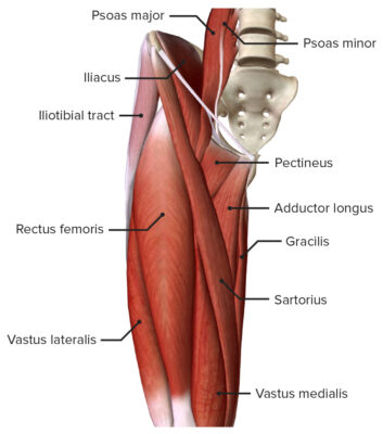 Hip Joint: Anatomy | Concise Medical Knowledge