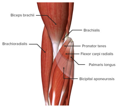 Cubital Fossa: Contents & Anatomy | Concise Medical Knowledge