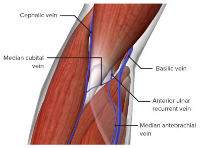 Elbow Joint: Anatomy [+video] - Lecturio Medical