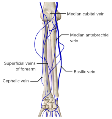 Forearm: Anatomy | Concise Medical Knowledge