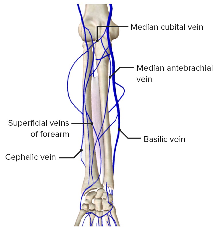 Superficial veins of the forearm