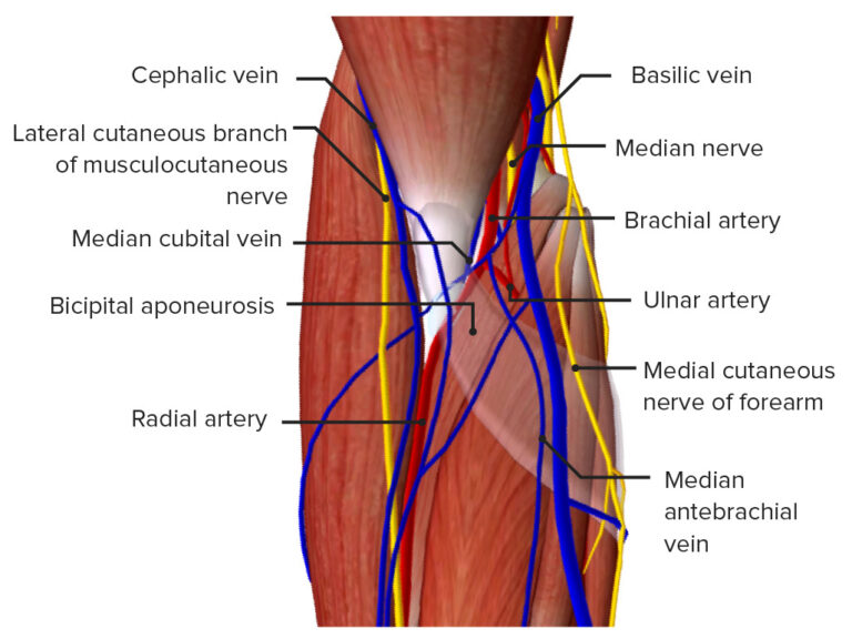 Cubital Fossa: Contents & Anatomy | Concise Medical Knowledge