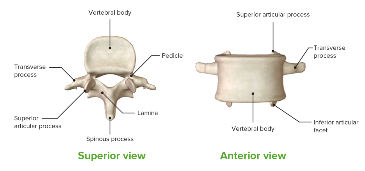 Visão superior (esquerda) e vista anterior (direita) de uma vértebra lombar-01