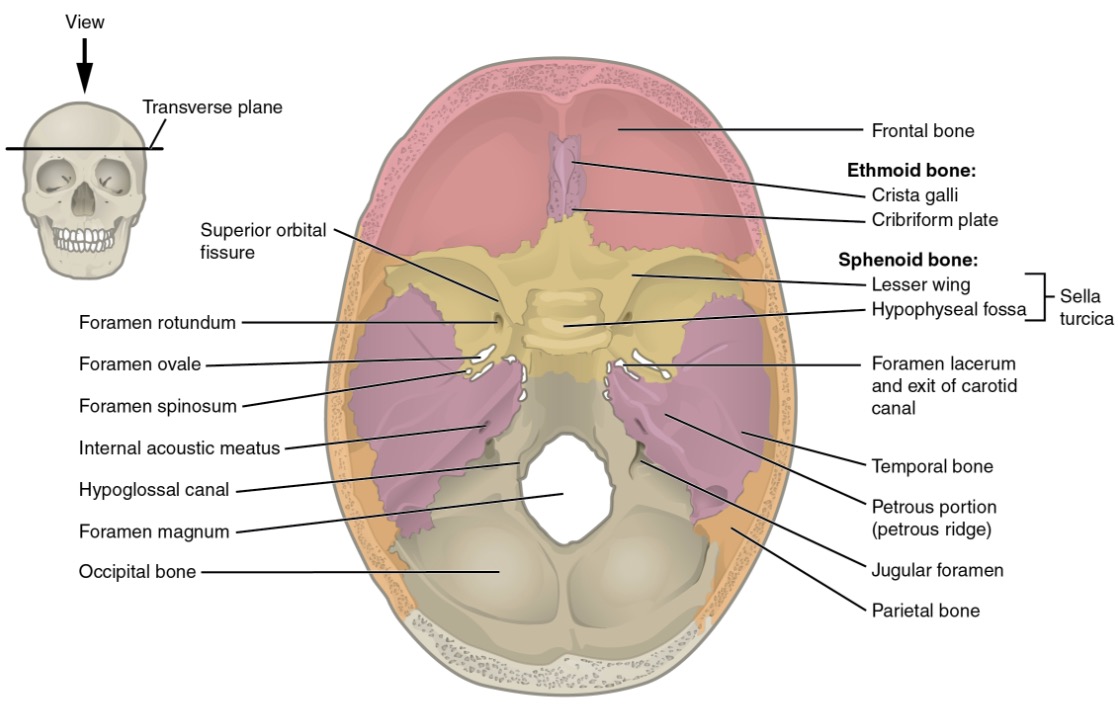 Discover More Than Skull Interior Anatomy Latest Tnbvietnam Edu Vn