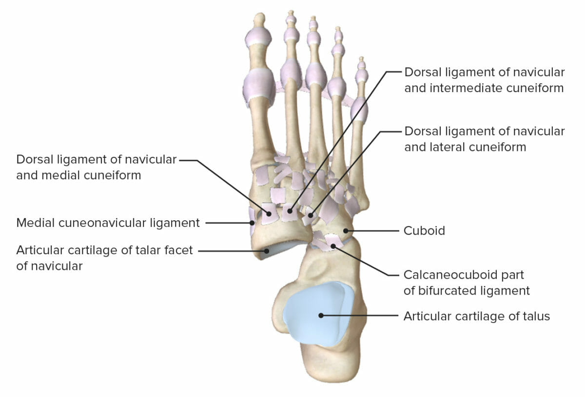 Superior view of the ankle