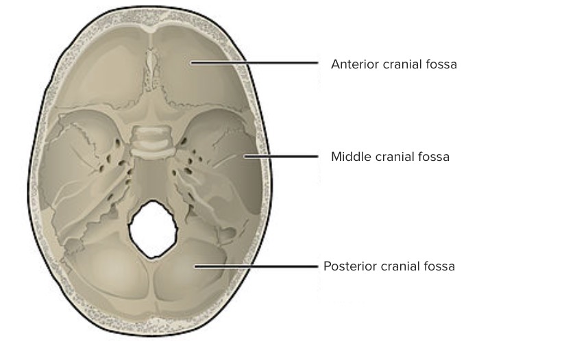 Superior view of the cranial fossae