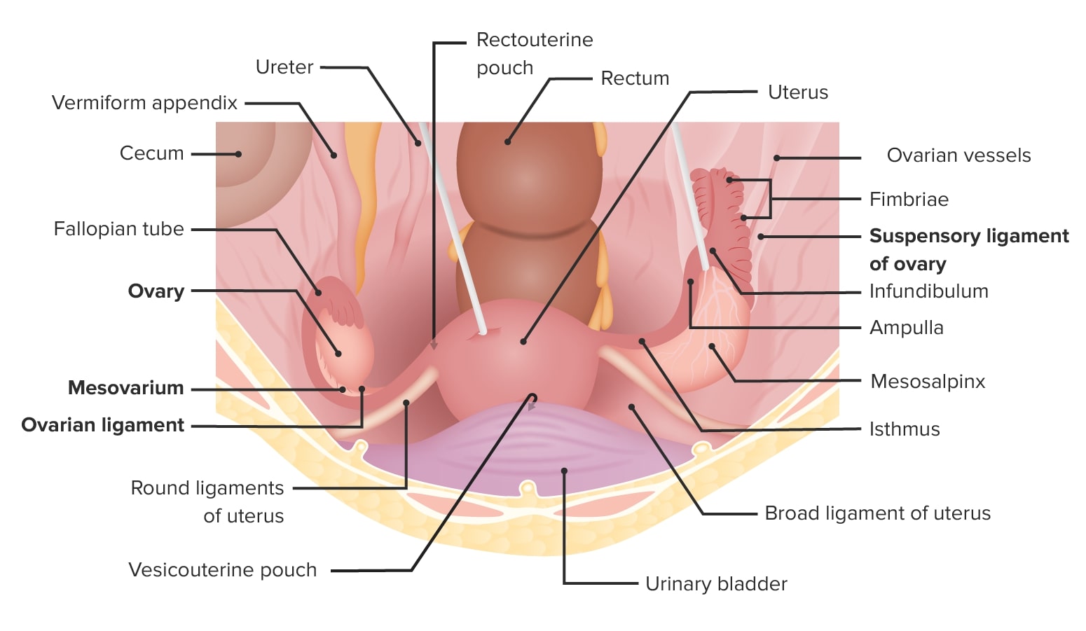Superior view of the female pelvis