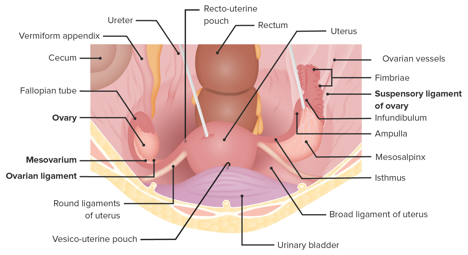 Superior view of the female pelvis