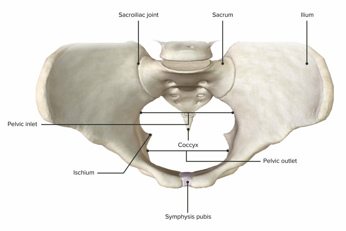 Superior view of the pelvic girdle