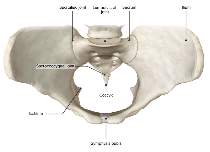 Vista superior de la cintura pélvica, 4 articulaciones primarias de la pelvis