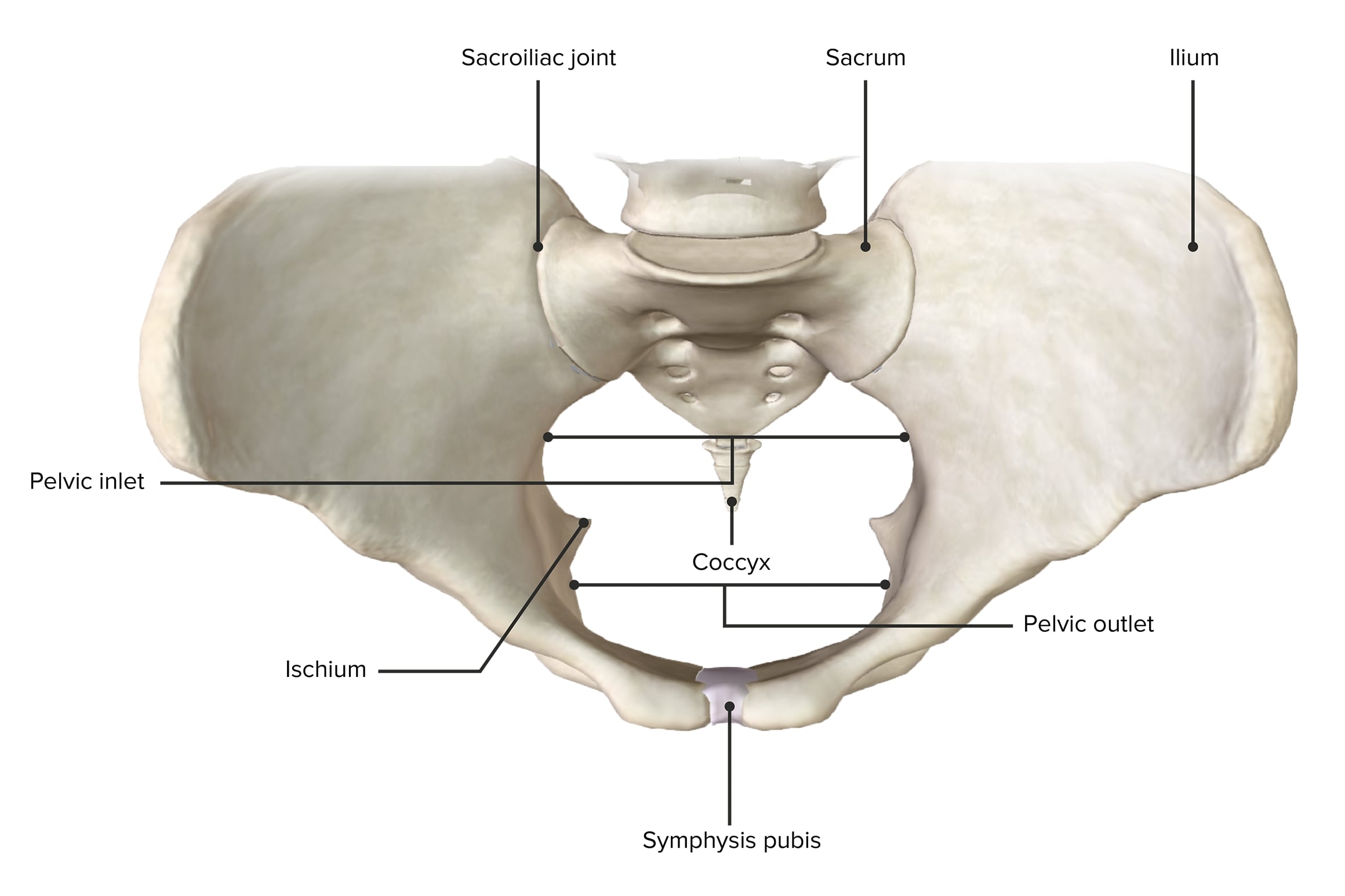 Anatomy of the Pelvis in Obstetrics (Chapter 3) - Part 1 MRCOG