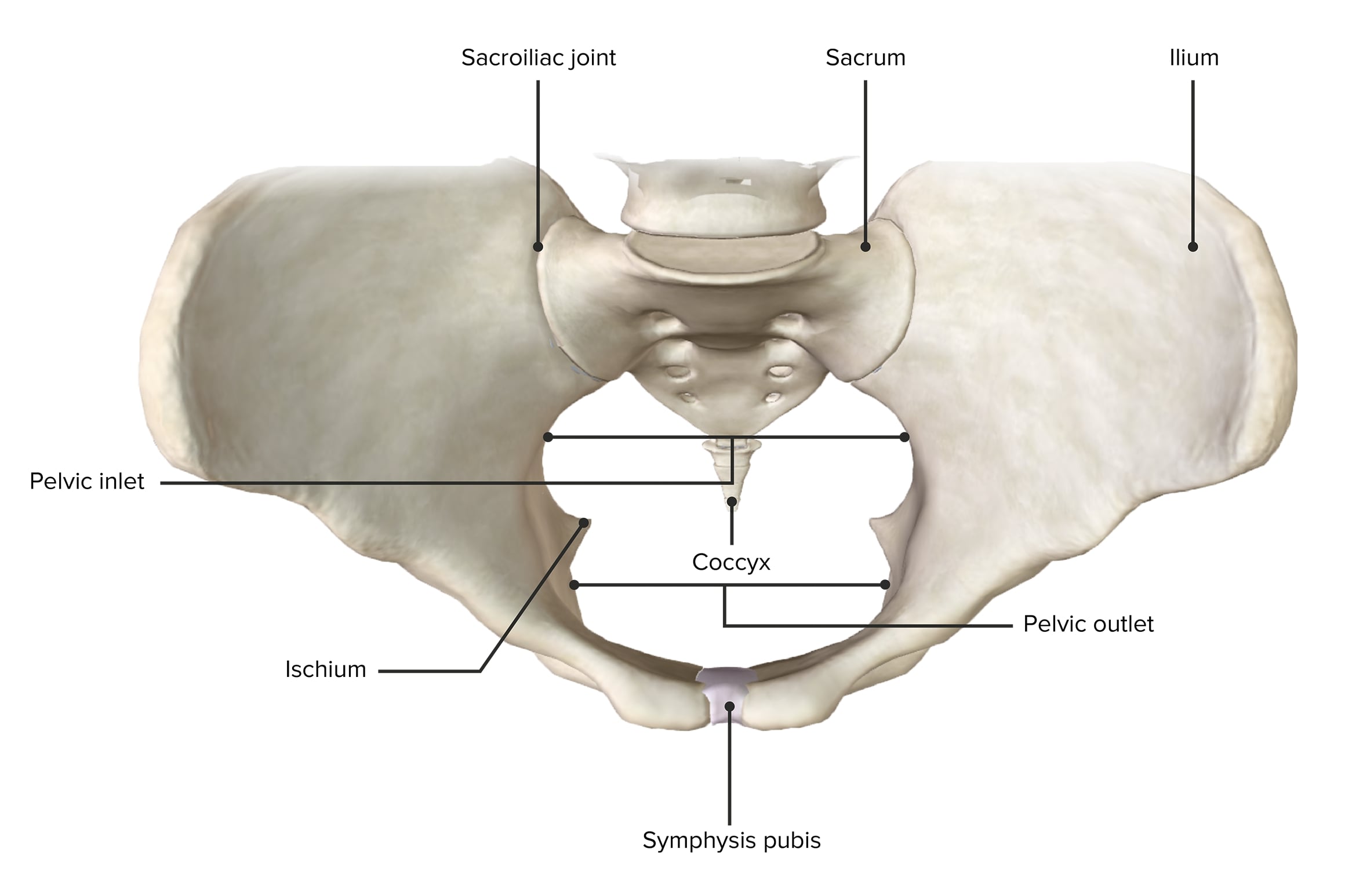 pelvic cavity boundaries