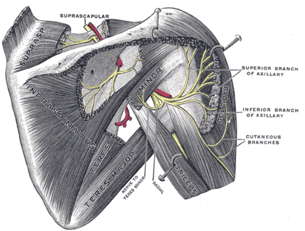 Suprascapular and axillary nerves of right side