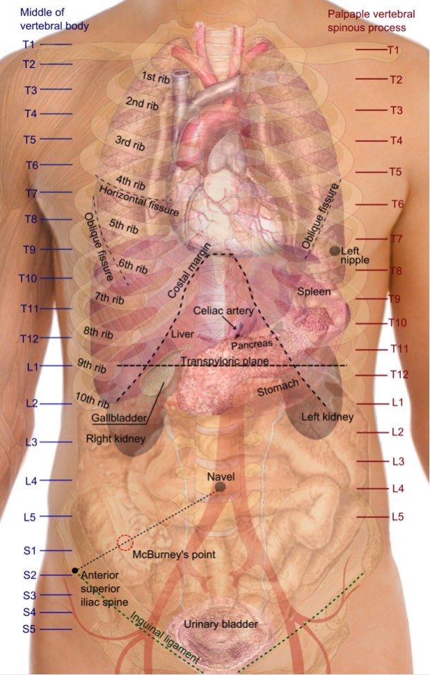 Surface projections of the organs of the trunk