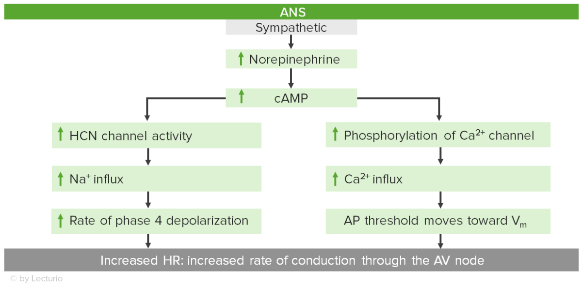 Sympathetic control of hr via the av node