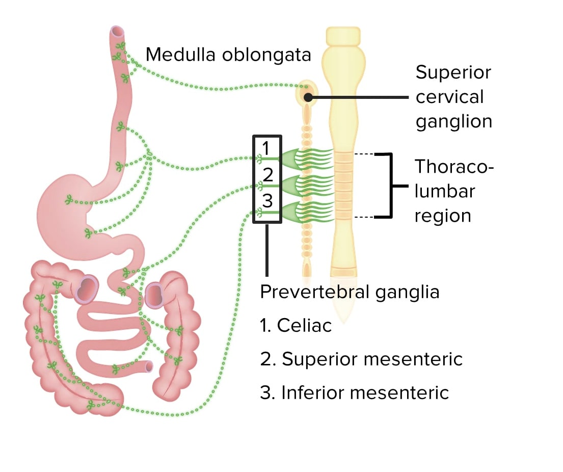 Sympathetic innervation of the gi tract