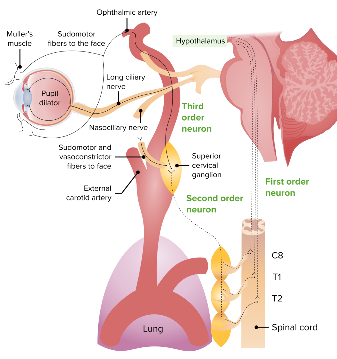 Sympathetic innervation pathway