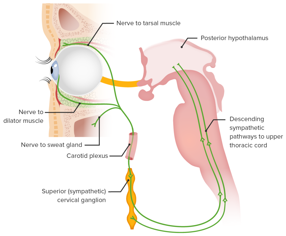 Sympathetic pathway of eye