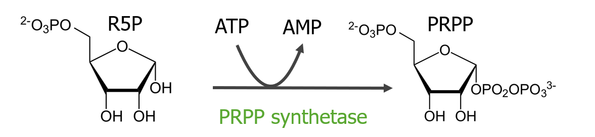 Synthesis of phosphoribosyl pyrophosphate