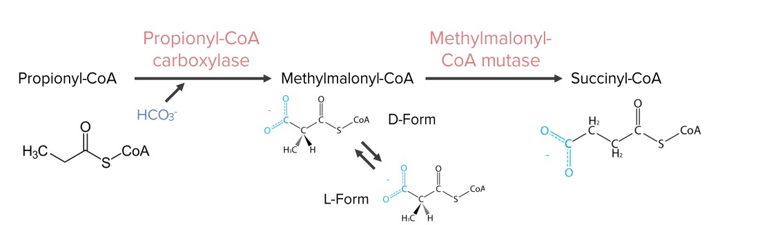 Synthesis of succinyl-coa from propionyl-coa