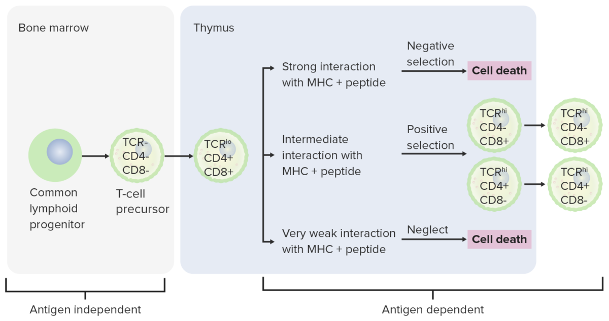 Etapas de diferenciación de los linfocitos t