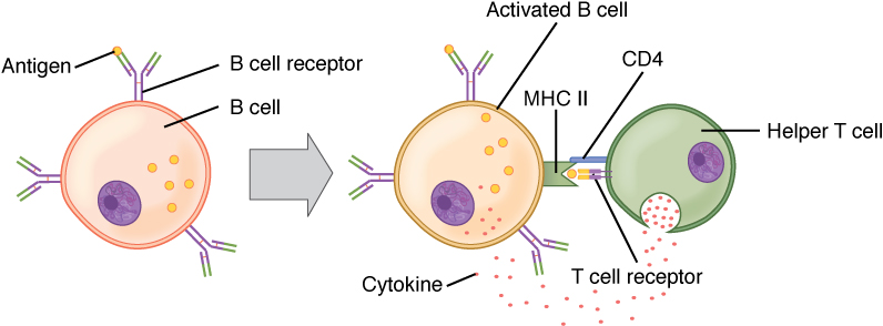 Ligação de células t e b
