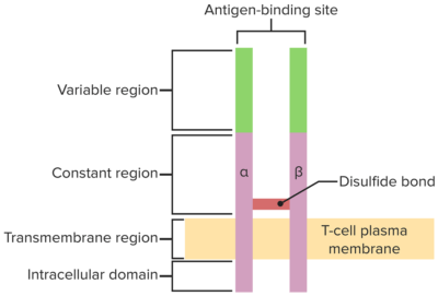 T cells: Types and Functions | Concise Medical Knowledge