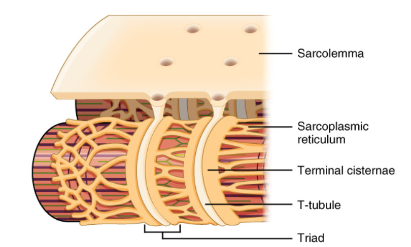 Skeletal Muscle Contraction | Concise Medical Knowledge