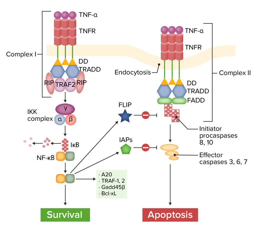 Tnf receptor (tnfr) pathway of signaling