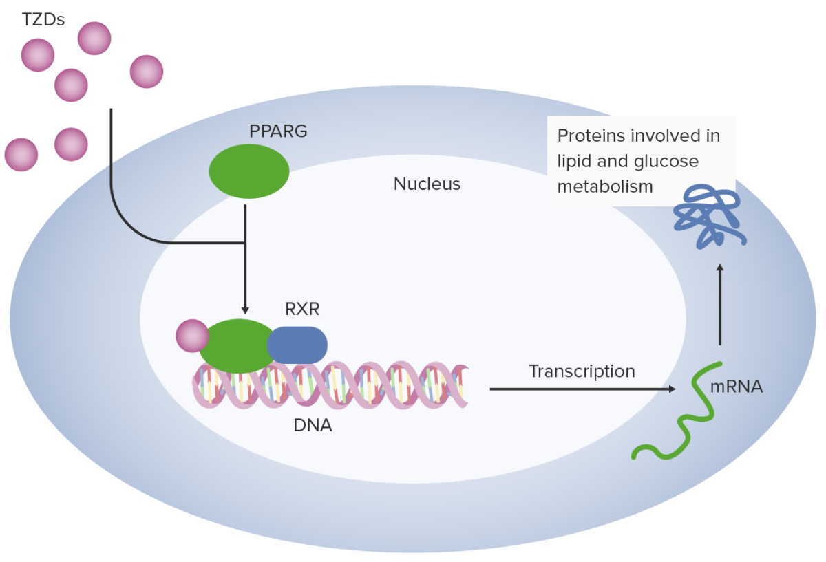 Tzd mechanism of action non-insulinotropic diabetes medications