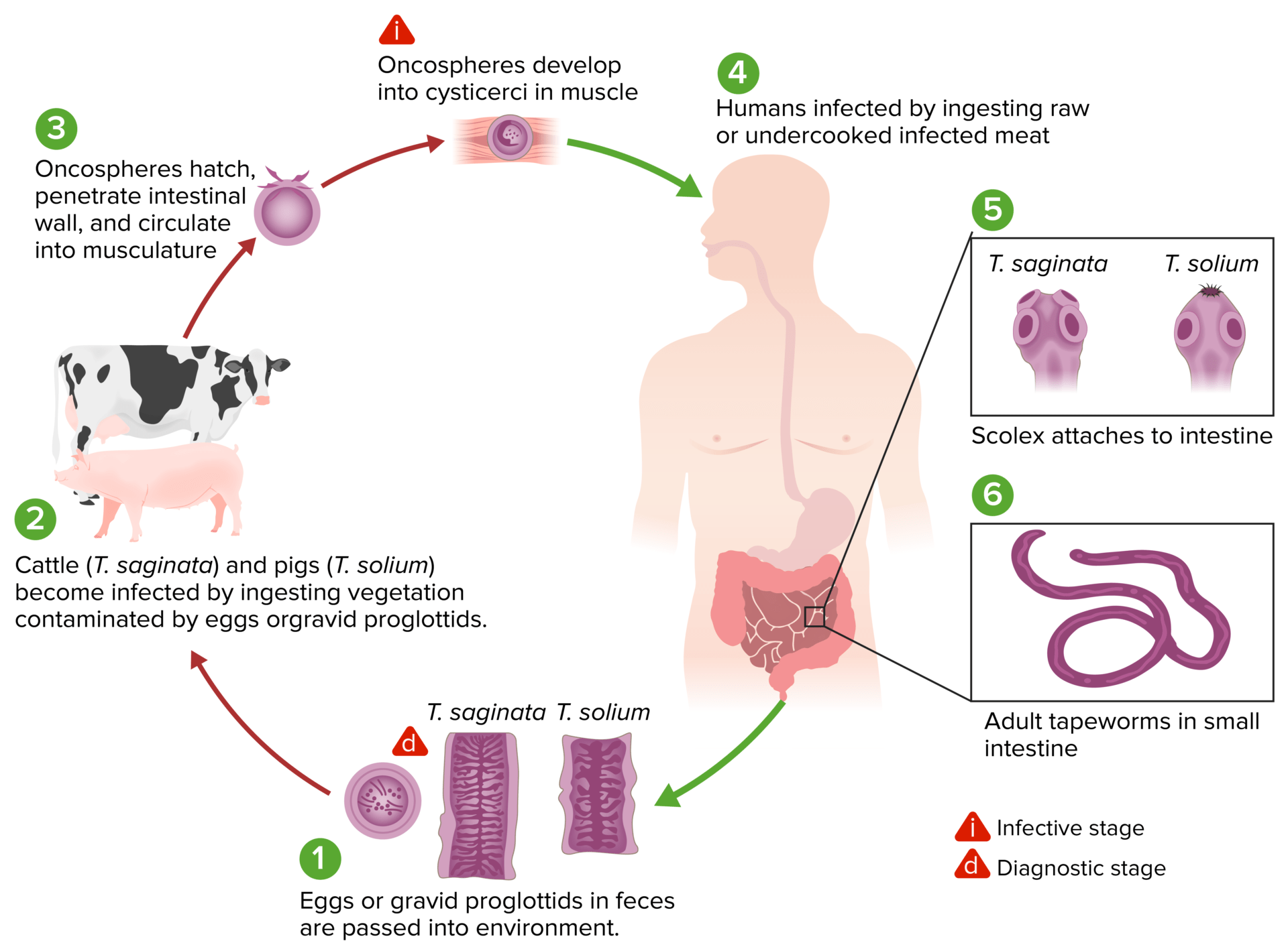 Taenia Teniasis Concise Medical Knowledge