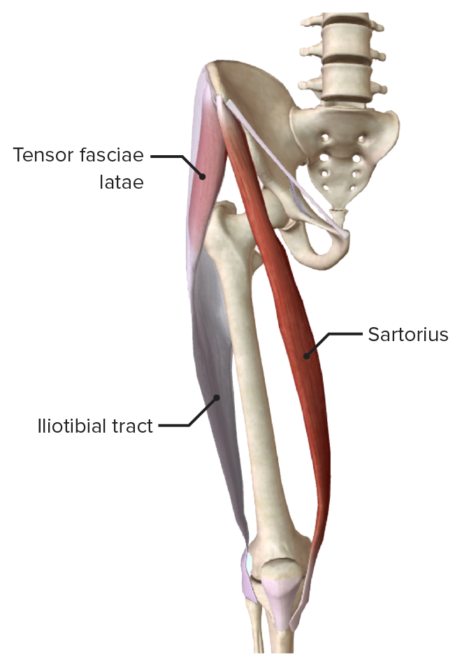 Tensor fasciae latae and sartorius muscles