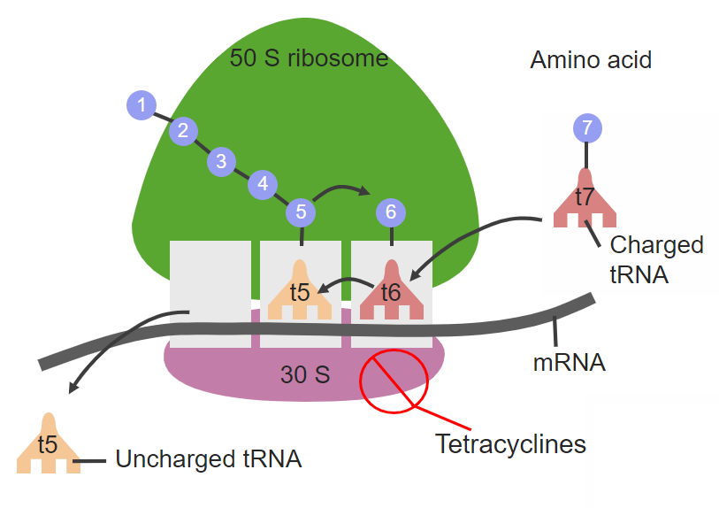 Sitio de acción de la tetraciclina en la subunidad ribosomal 30s