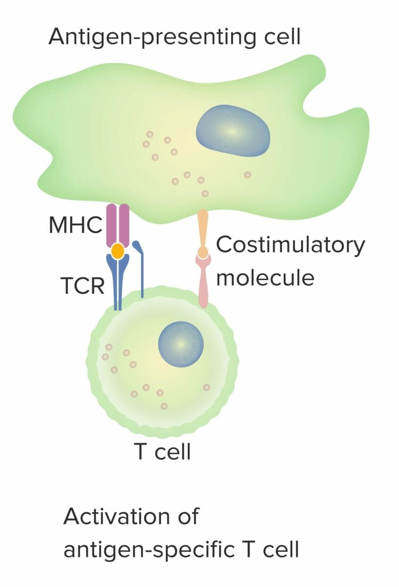 El modelo de 2 señales de la dependencia de las células t de la coestimulación