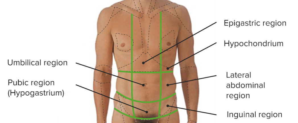 Las 9 regiones del abdomen