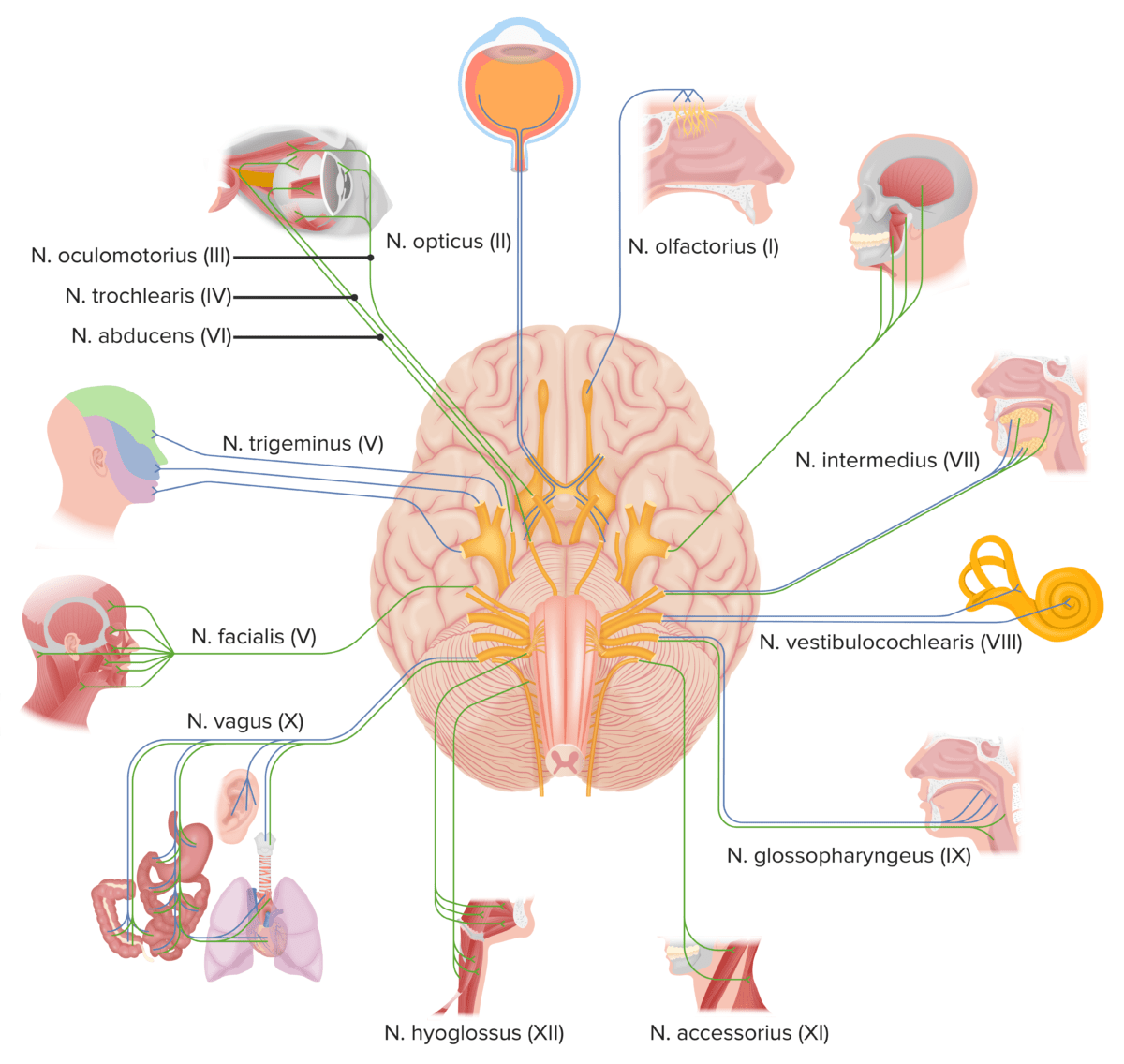 Os nervos cranianos