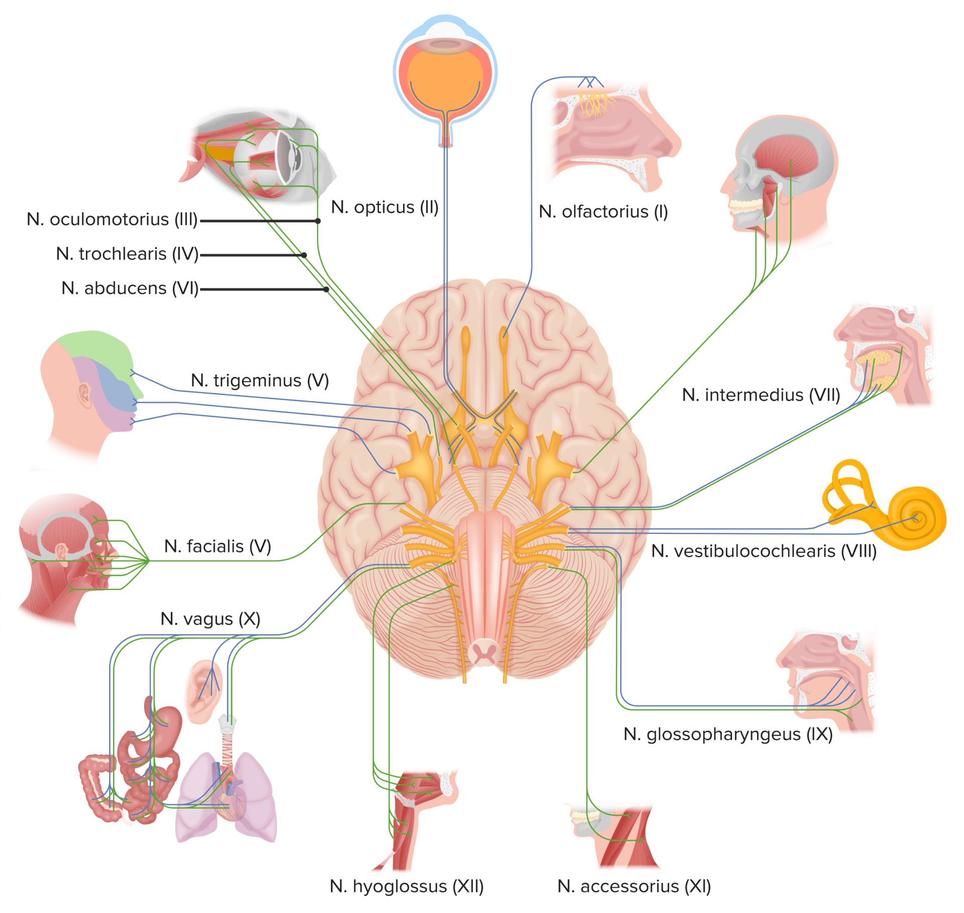 Cranial Nerve Palsies | Concise Medical Knowledge