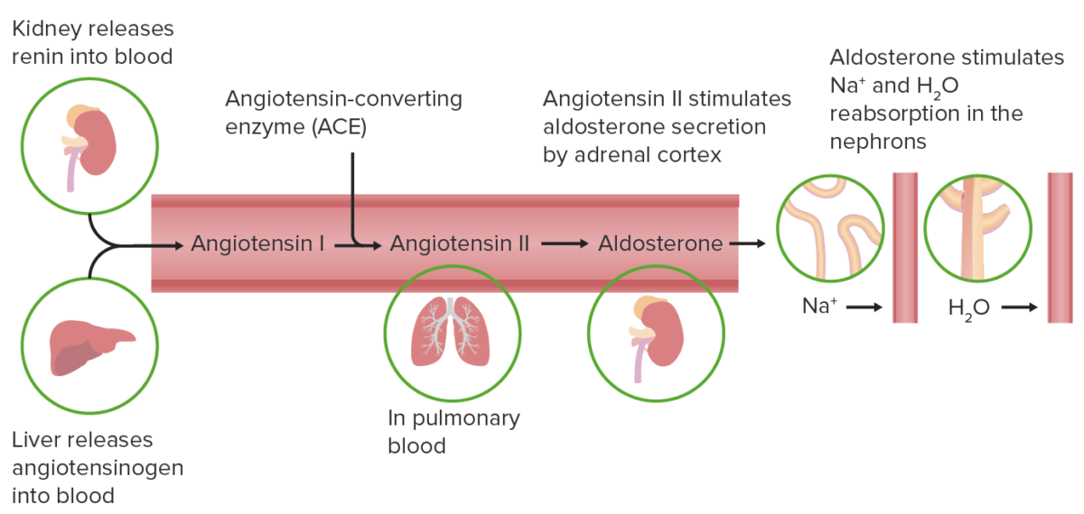 The renin angiotensin aldosterone system
