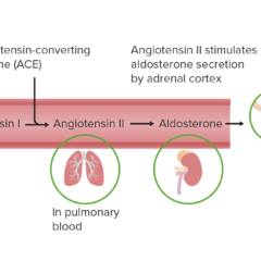 The Renin Angiotensin Aldosterone system