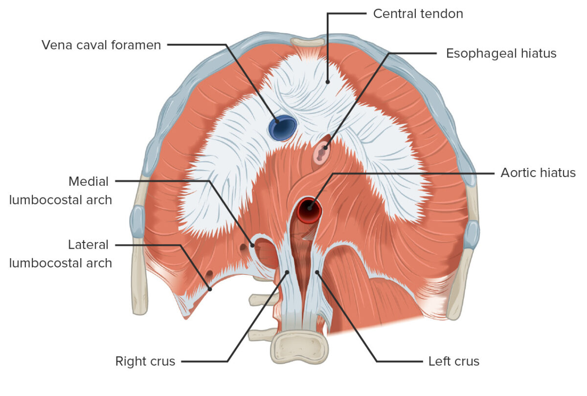 The anatomy of the diaphragm