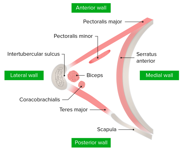 Axilla and Brachial Plexus: Anatomy | Concise Medical Knowledge