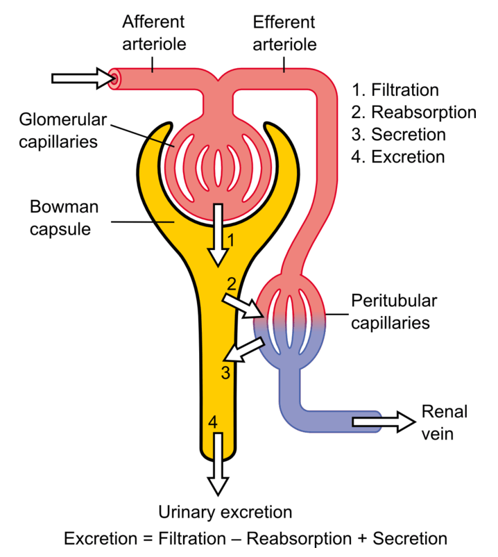 The basic anatomy of the nephron and the steps involved in urine formation