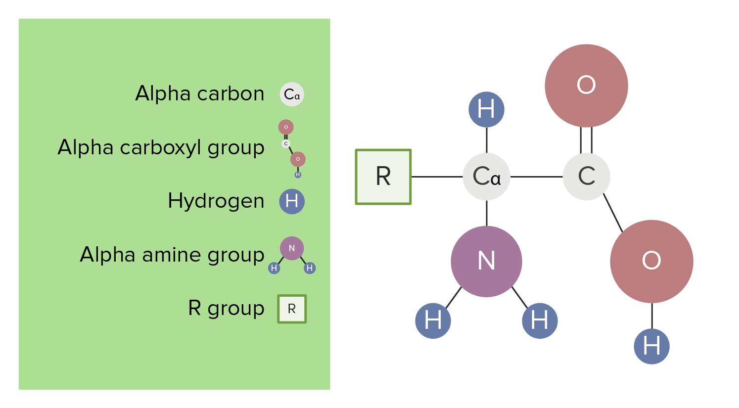 aspartic acid r group