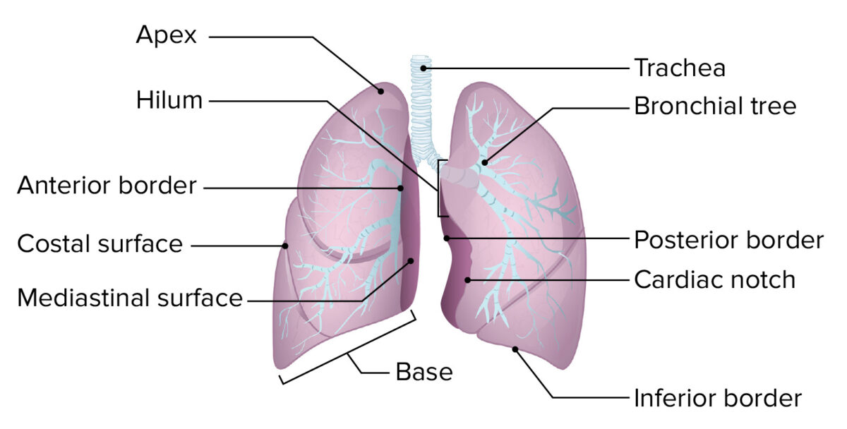 The basic structure of the lung