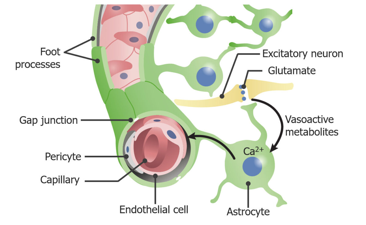 The blood–brain barrier